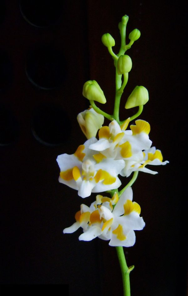 Phalaenopsis pulcherrima 'yellow lip'