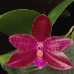 Phalaenopsis Chienlung Luedgiana (lueddemanniana x corningiana)