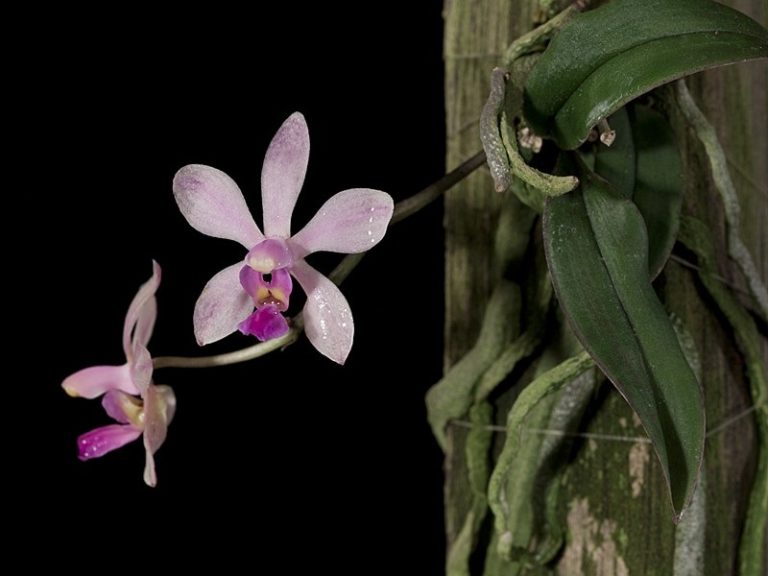 Phalaenopsis honghenensis - Giulio Celandroni Orchidee