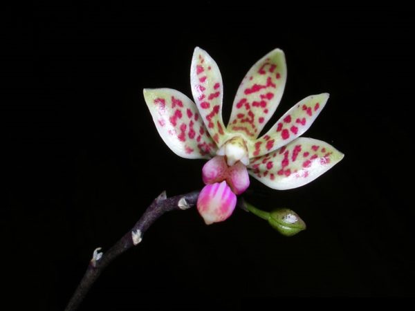 Phalaenopsis maculata x  finley