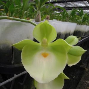 Catasetum pileatum 'Jumbo Gold'