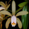 Cattleya forbesii