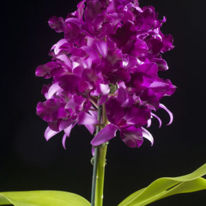 Cattlianthe Tristar Bouquet 'Purple'
