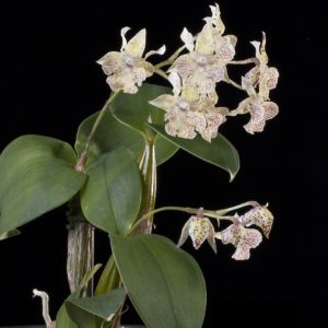 Dendrobium aberrans x polysema