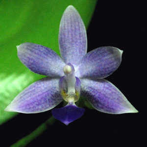 Phalaenopsis Jiaho Blueberry (Phal. Samera f. coerulea x Phal. equestris f. coerulea)