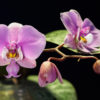 Phalaenopsis schilleriana 'Pink Butterfly'