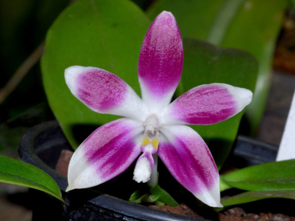 Phalaenopsis tetraspis Zheng
