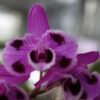 Dendendrobium parishii 'Six Eyes'