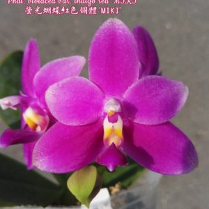 Phalaenopsis violacea var. indigo red 'MIKI'