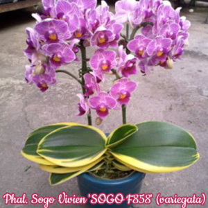 Phalaenopsis Sogo Vivien 'SOGO F858' (variegata) 