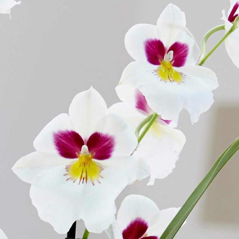 Miltoniopsis Herr Alexander - Giulio Celandroni Orchidee