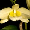 Dendrobium pulchellum var. alba