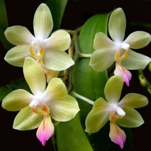 Phalaenopsis javalin (P.lindenii x P. javanica)