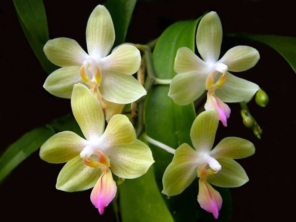 Phalaenopsis javalin (P.lindenii x P. javanica)