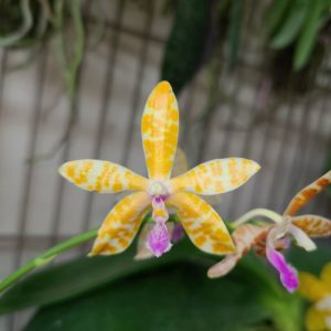 Phalaenopsis Lovely Marie f. flava (Phal. mariae x bastanii flava)