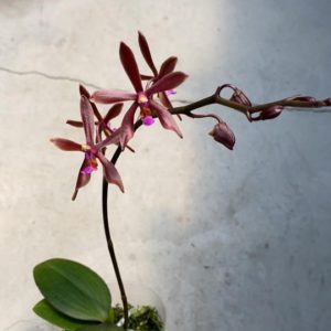 Phalaenopsis Marianne Schmoll (P. honghenensis x cornu-cervi)