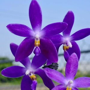 Phalaenopsis YangYang Blueberry 'Mainshow'