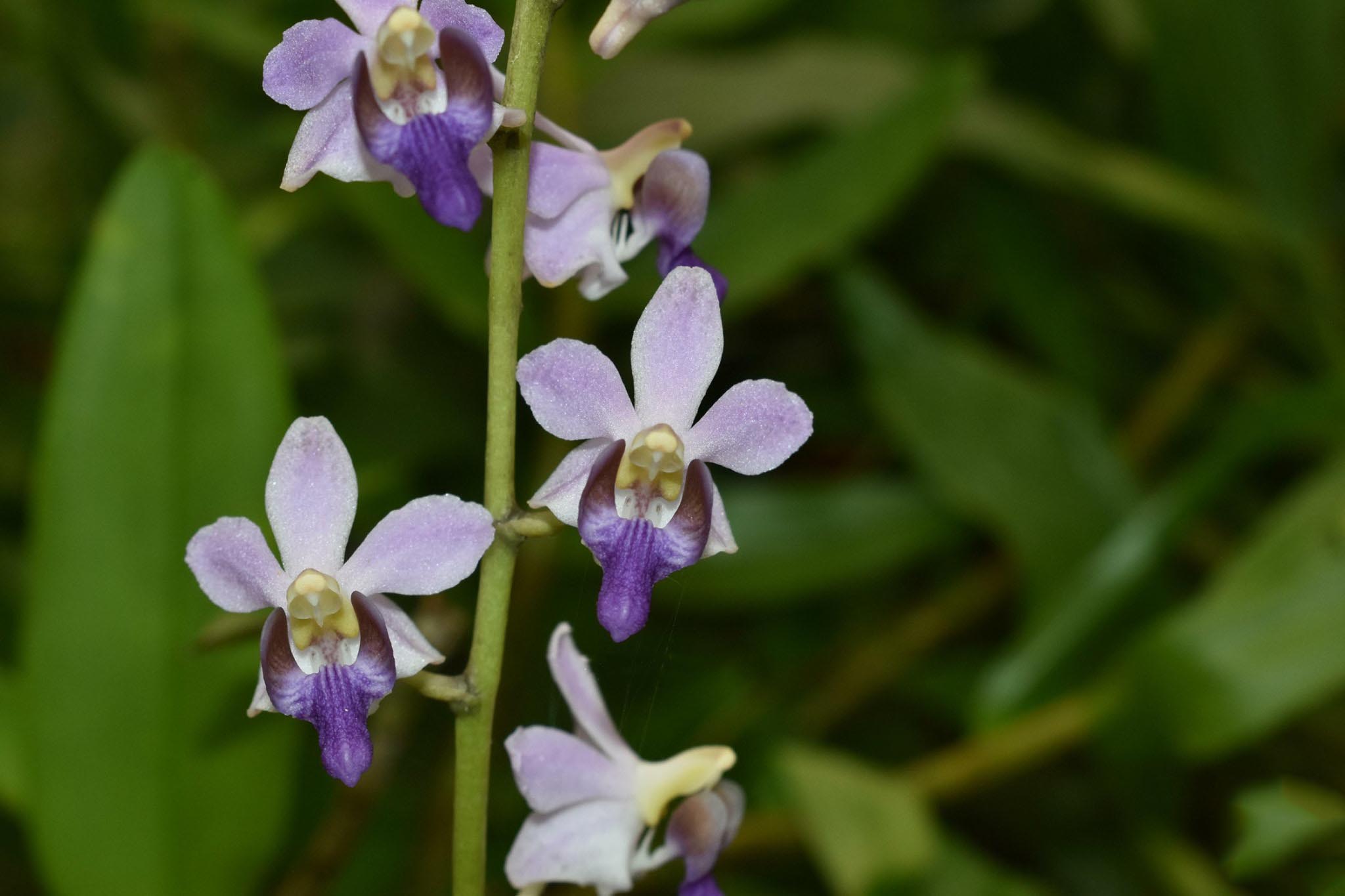 Phalaenopsis regnieriana f. coerulea