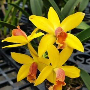 Brassolaeliocattleya Blc. Waikiki Gold × L. briegeri