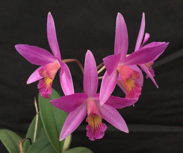 Cattleya Pink Favourite 'Hawaii' ( C. milleri × C. walkeriana)