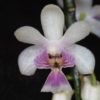 Phalaenopsis deliciosa