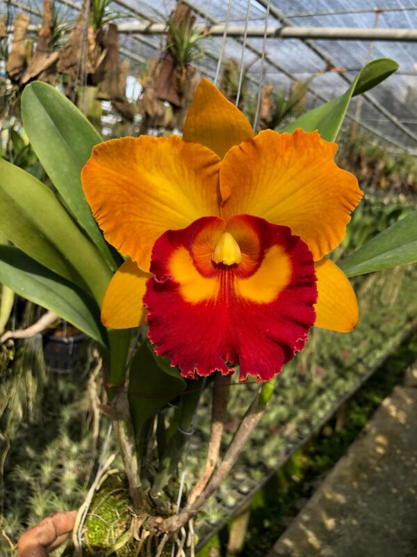 Cattleya Nakornchaisri Delight