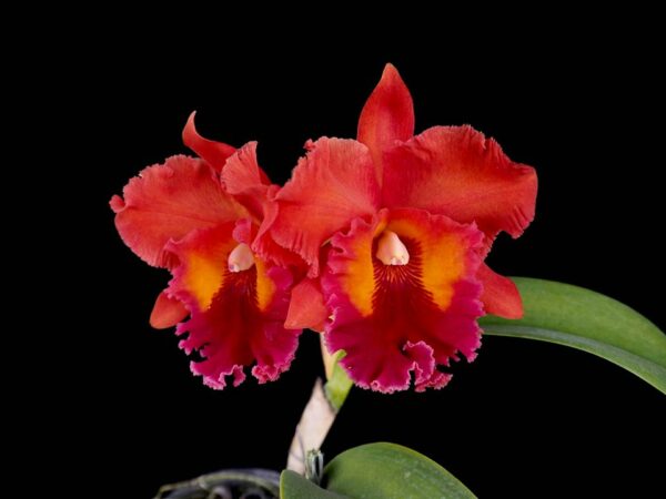 Cattleya Nakornchaisri Red