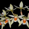 Coelogyne asperata