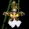 Oncidium jonesianum