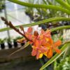 Renanthera monachica x Ascocentrum curvifolium