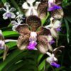 Vanda Mimi Palmer x Vanda tessellata