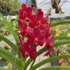 Vandachostylis Crownfox Red Gem x Vanda tessellata