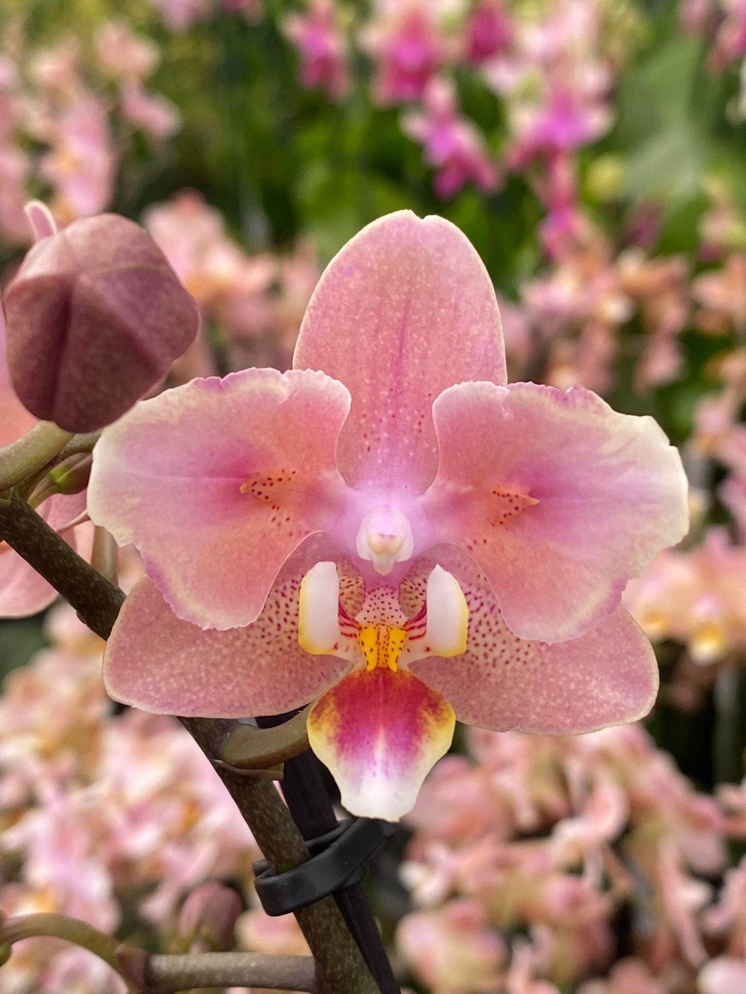 Orchidea Phalaenopsis  Brogioni Le Mosse Ortofloricoltura