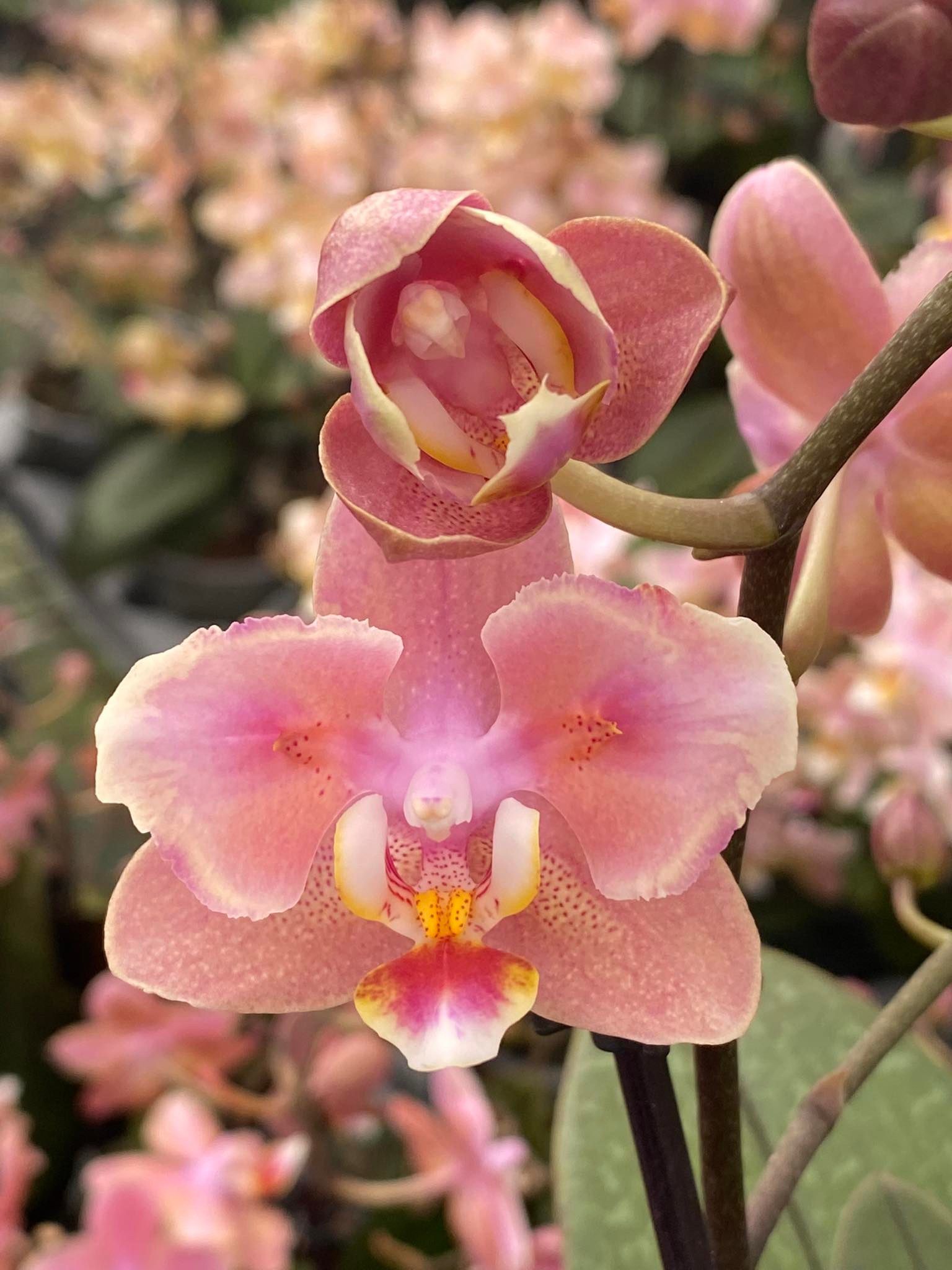 Phalaenopsis Odorion - Peloric 2 eyes - Giulio Celandroni Orchidee