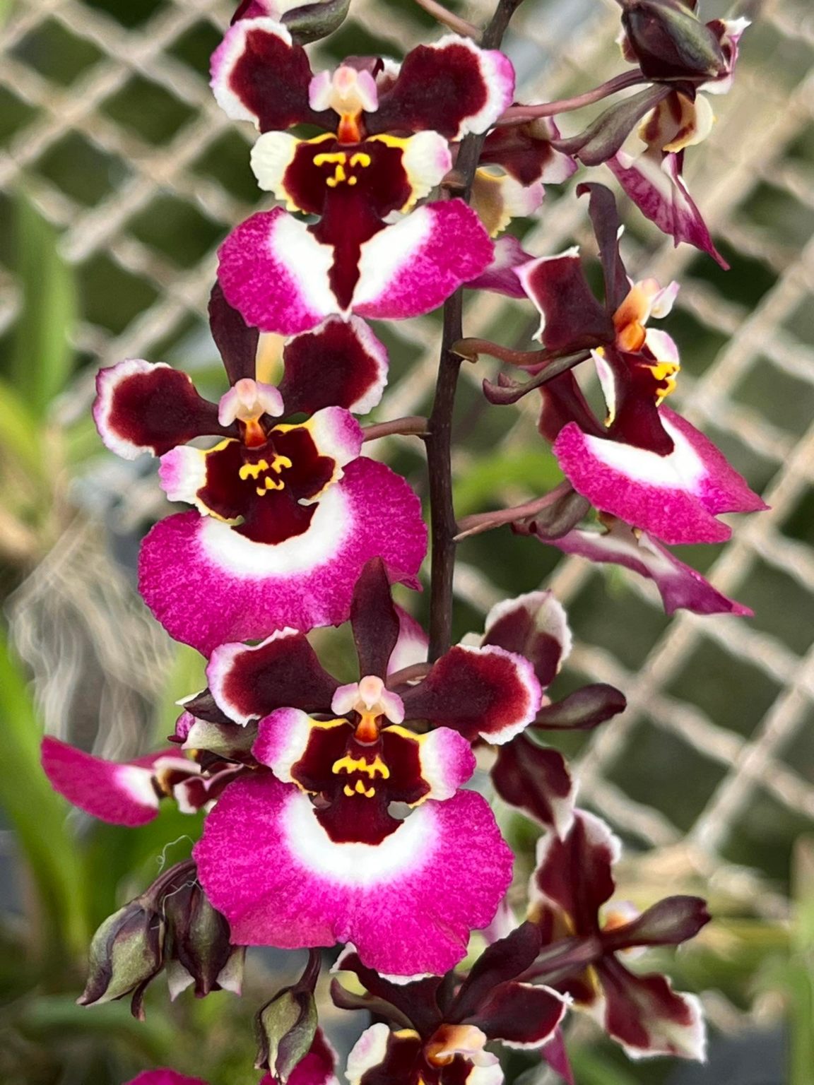 Tolumnia Genting Pink Lady - Giulio Celandroni Orchidee