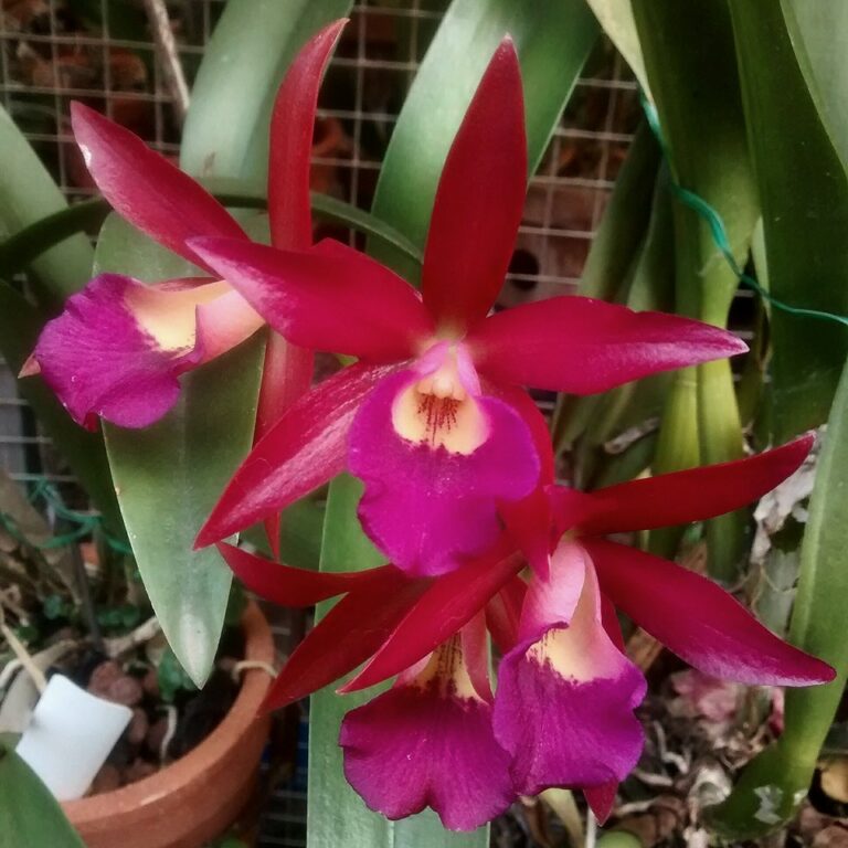 Brassocatanthe – Giulio Celandroni Orchidee