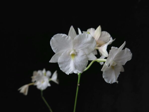 Broughtonia sanguinea var. alba 'Exotic Snow'