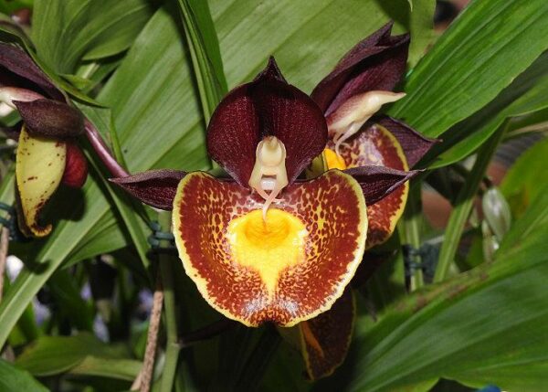 Catasetum Gerhard Leiste (=pileatum x Jumbo Pearl)