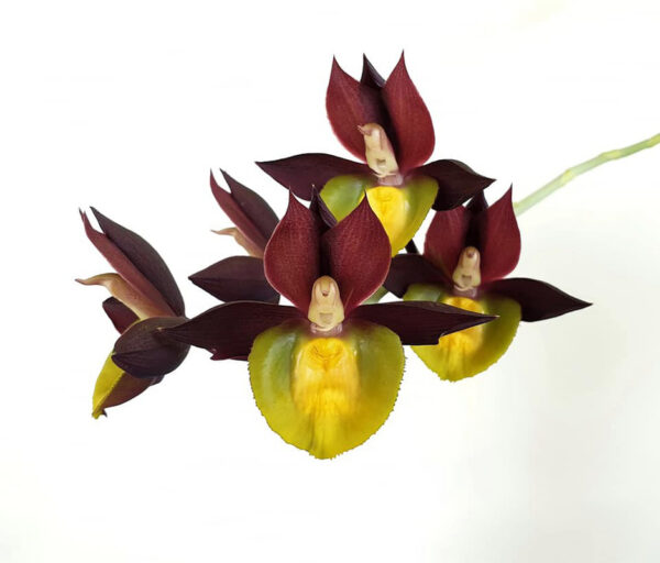 Catasetum Pileabrosum Green x tenebrosum