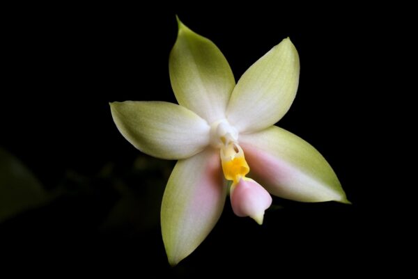 Phalaenopsis bellina f. chloracea