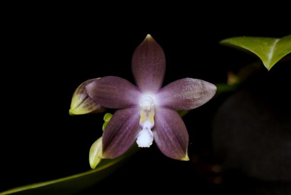 Phalaenopsis tetraspis f. livida (MC)