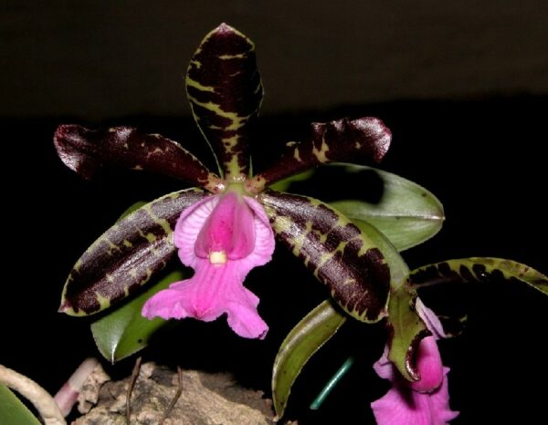 Cattleya aclandiae 'Black'