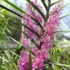 Ascocentrum ampullaceum x Vanda christensoniana