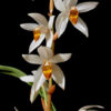 Coelogyne pachystachya