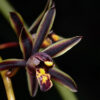 Cymbidium bicolor