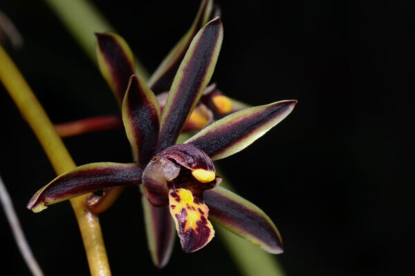 Cymbidium bicolor