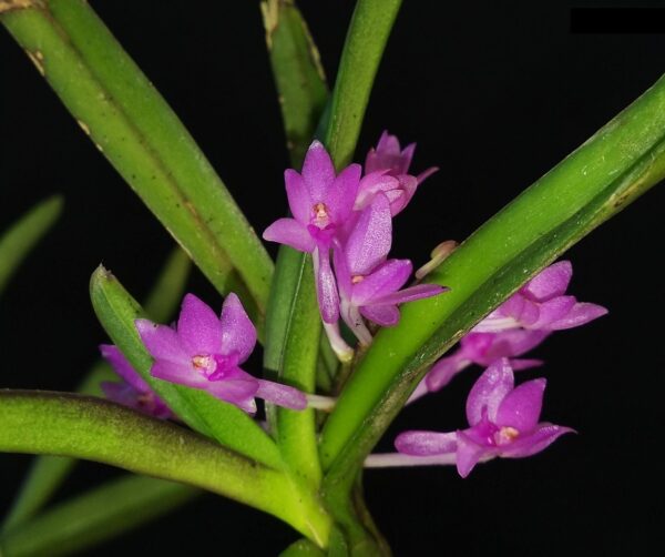 Vanda nana