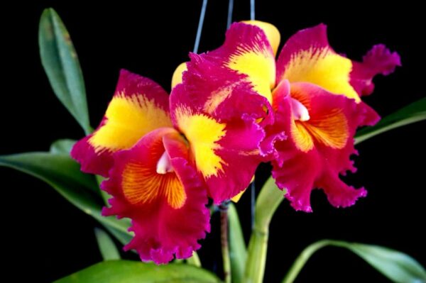 Rhyncholaeliocattleya Chunfong Queen 'Happy Spring'