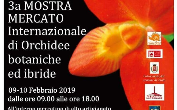 Blog Pagina 7 di 10 Giulio Celandroni Orchidee